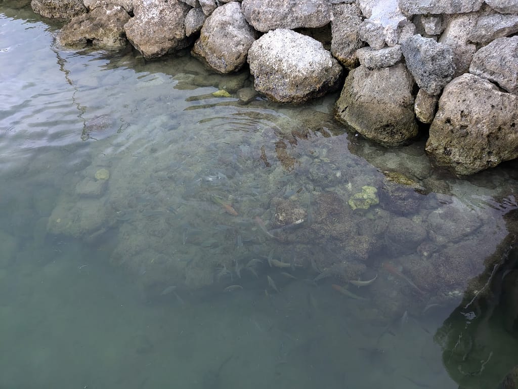 Dock area marine life at The Island Fish Company