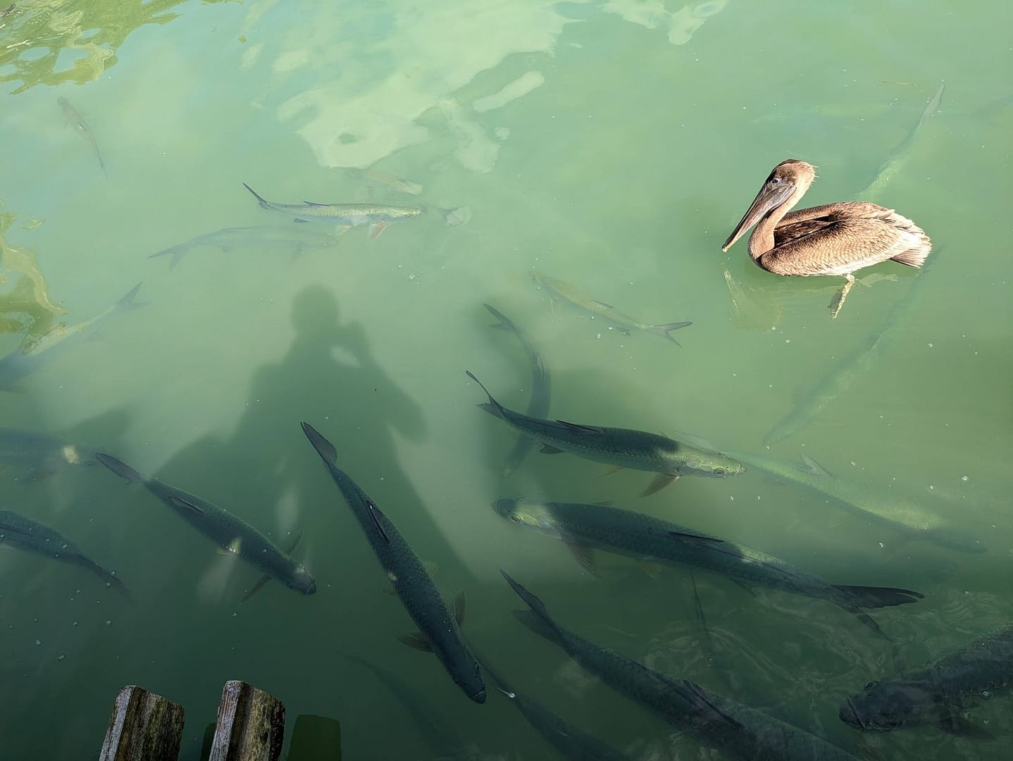 Robbie’s Marina of Islamorada